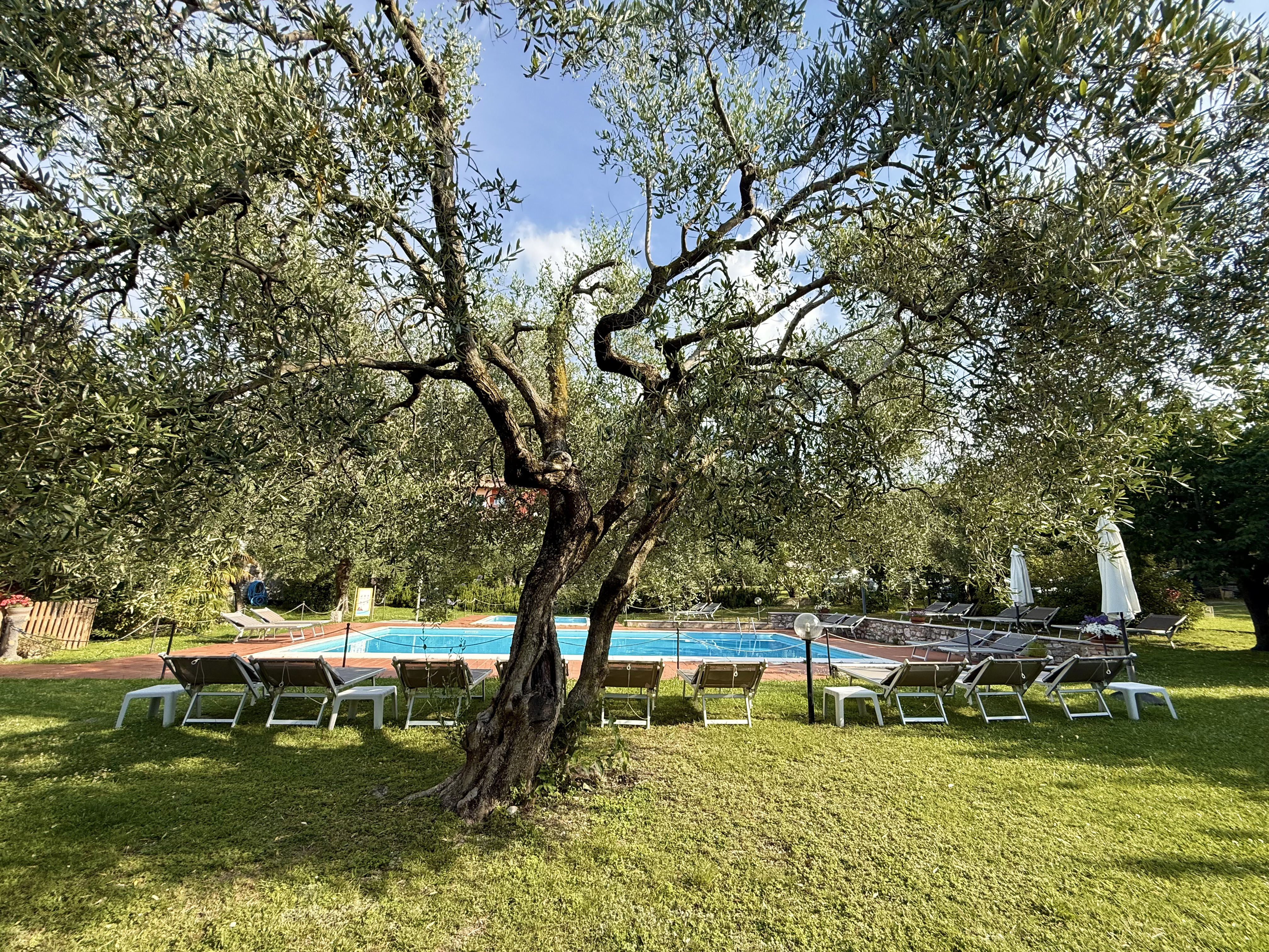 Pool and olive garden at Borgo Antico Apartments, Lake Garda